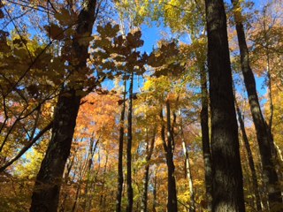 fall-trees-sky